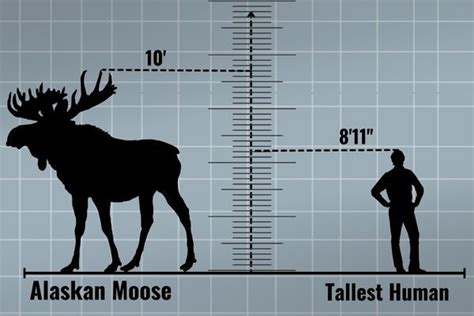 how big is a moose compared to a human - Google Search in 2022 | Human, Moose, Movies