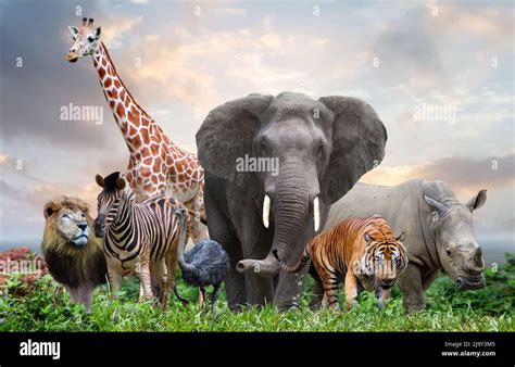 group of wildlife animals in the jungle together Stock Photo - Alamy