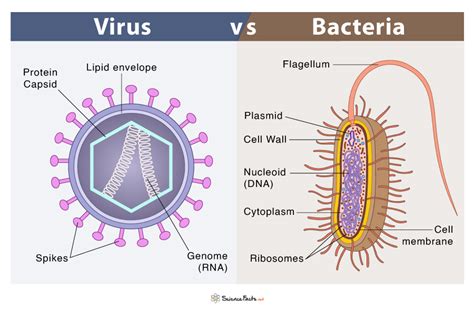 Virus vs Bacteria – 17 Major Differences Along with Similarities