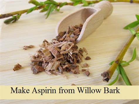 MIY Aspirin from Willow Bark - The Prepared Page » The Prepared Page