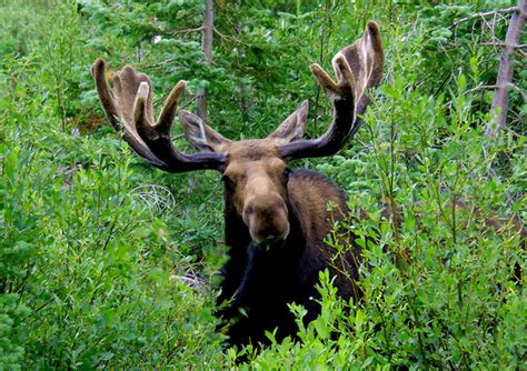 Survey Suggests Michigan Moose Population Declining | WDET