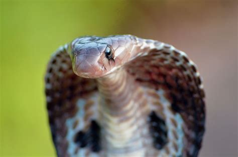 Coral snakes - Top 10 Most Venomous Snakes (@tmarlow) | Hero