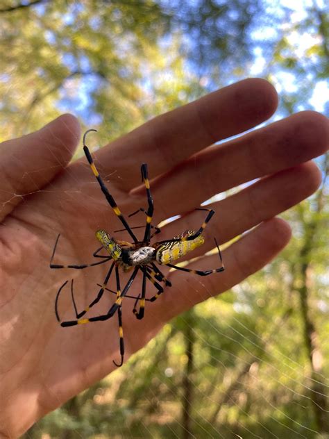 Joro spiders likely to spread beyond Georgia