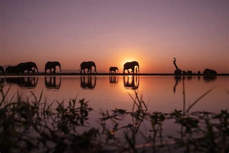 Safari Photography Tips for Beginners