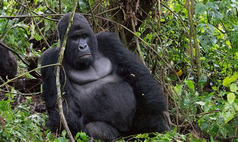 Virunga National Park | Congo Safari Tour Destinations