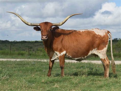 Do Longhorn Cows Have Horns - All About Cow Photos