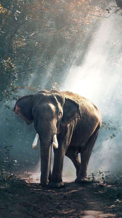 Indian Elephant Wallpapers - Wallpaper Cave