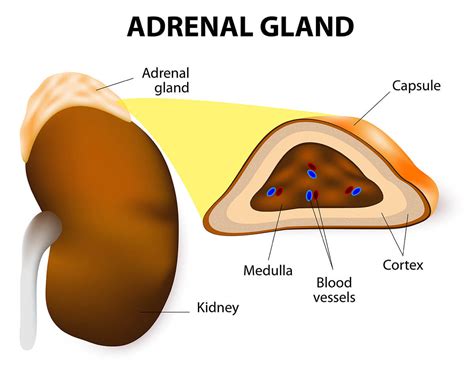 Adrenal Glands | Johns Hopkins Medicine Health Library