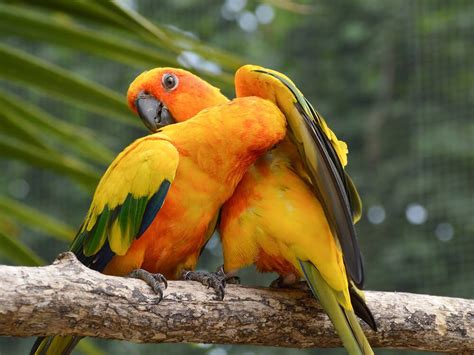 Conure Parrot Breed Information | Temperament, Care | UK Pets