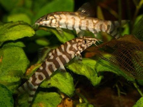 Is Breeding Between Yoyo Loach Fishes Are Easy Or Difficult?
