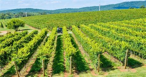 20 Best Virginia Wineries