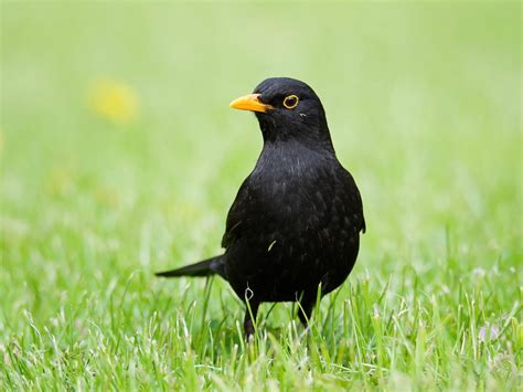 Blackbird Nesting: A Complete Guide | Birdfact