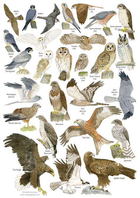 British Birds of Prey and Owls Identification A4 Card Poster, Art Print