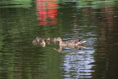 Mallard Ducks Baby - Free photo on Pixabay - Pixabay