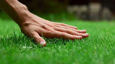 How to make grass greener in 8 easy steps | Tom's Guide