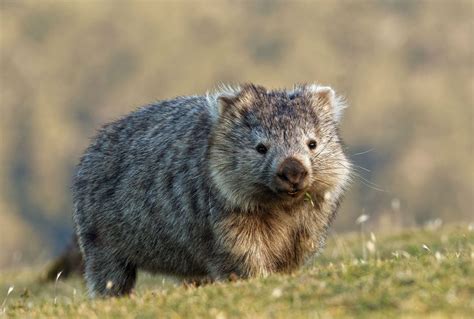 Scientists finally figure out why wombat feces is cube-shaped | Salon.com