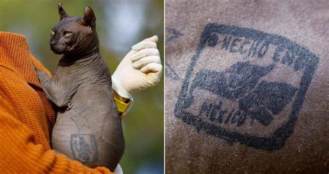 Sphynx Cat With Gang Tattoos Rescued From A Mexican Prison