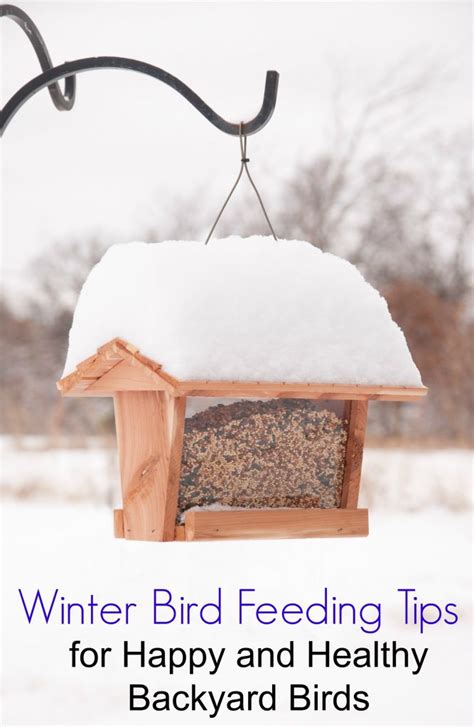 Winter Bird Feeding Tips for Happy and Healthy Backyard Birds