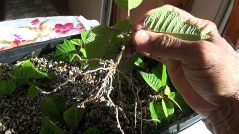 Propagating Poinsettias for the Holidays Part 2 | Poinsettia, Propagation, Holiday