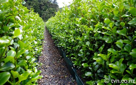 Griselinia littoralis 'Canterbury' - glossy small and brig… | Flickr