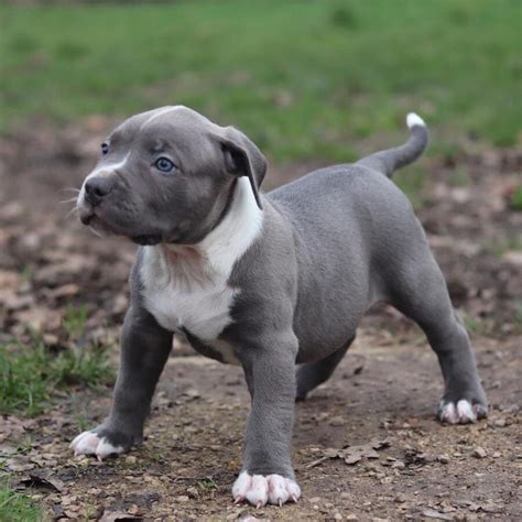 Blue nose Pitbulls available and ready to go