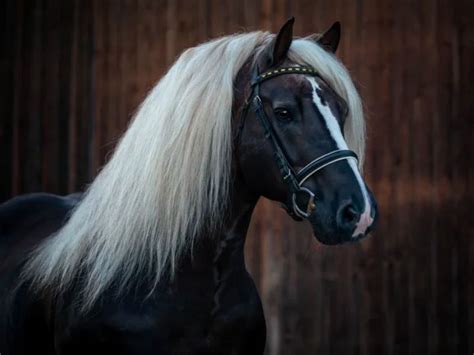 Black Forest Horse: A Chestnut Beauty With Flaxen Mane