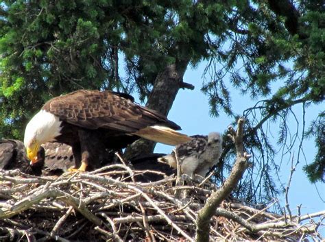 Red-tailed Baby Hawk Raised in Eagles’ Nest | American Eagle Foundation