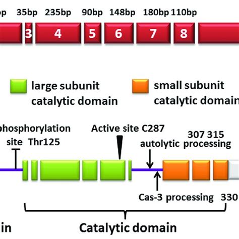 (PDF) Caspase-9: Structure, mechanisms and clinical application