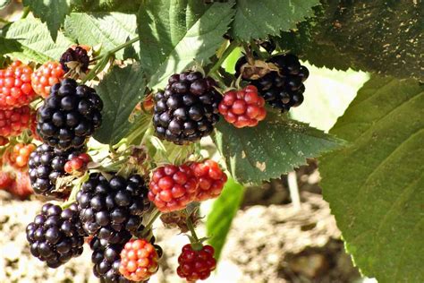 Thornless blackberry, a pleasure to harvest!