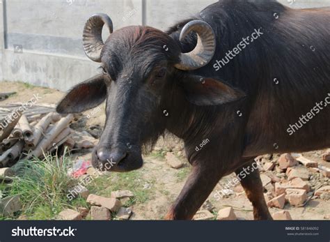 776 Indian Buffalo Dairy Farm Images, Stock Photos & Vectors | Shutterstock