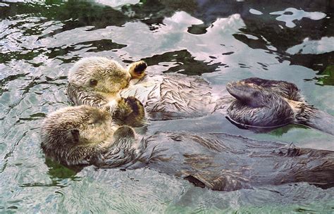 Sea Otters Holding Hands Photograph by BuffaloWorks Photography - Fine ...