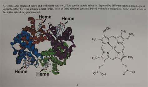 Which Protein Subunits Are Depicted In The Diagram - Hanenhuusholli