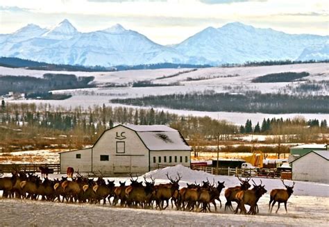 Photo: Hungry elk herd - Alberta Farmer Express