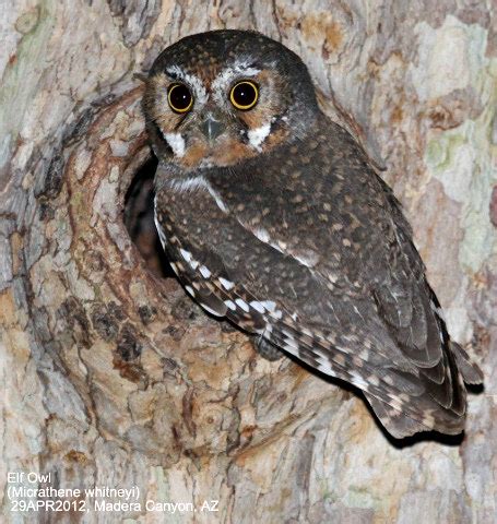 Elf Owl Facts! | Always Learning!