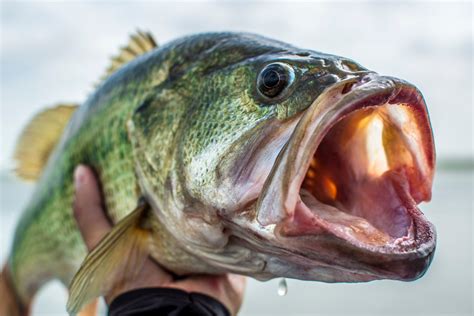 What’s the World Record for Largemouth Bass? Top 15 Bass | BassForecast ...