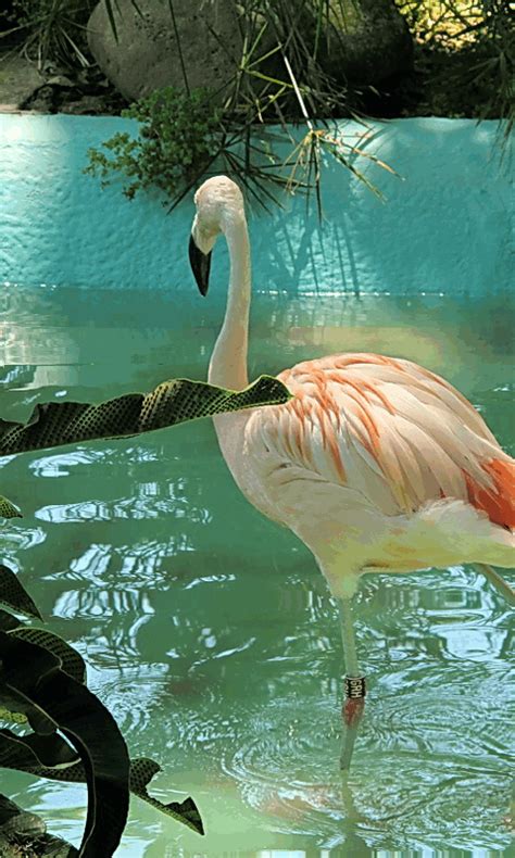 La mia raccolta gif. Beautiful Gif, Beautiful Birds, Flamingo Wallpaper, Animal Wallpaper, Moon ...