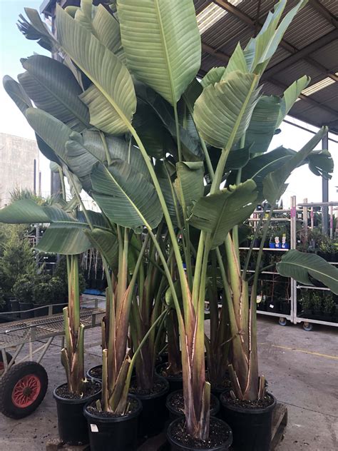 Strelitzia 'Giant Bird of Paradise' 12" Pot - Hello Hello Plants