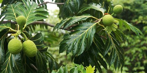 Breadfruit - Real Food Encyclopedia - FoodPrint