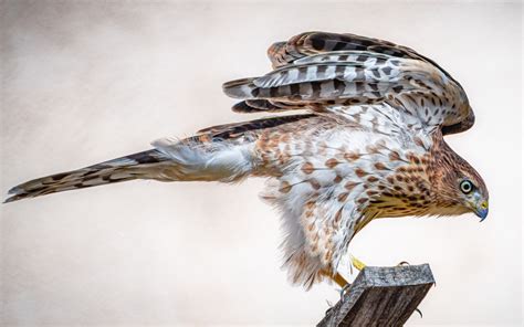 How to Make Cooper's Hawk Identification