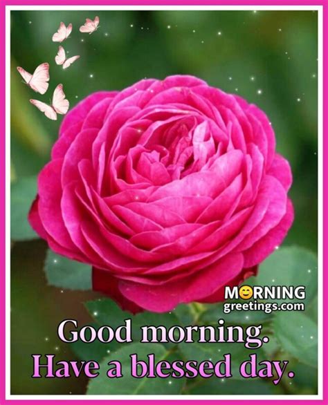 65 Good Morning Images With Flowers - Morning Greetings – Morning Quotes And Wishes Images