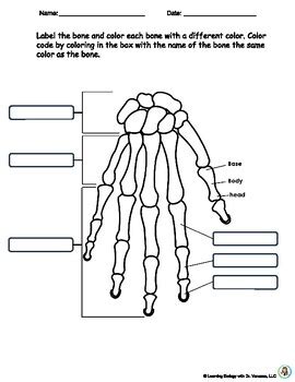 Skeletal System Anatomy, Bone Identification | Color and Label | TPT