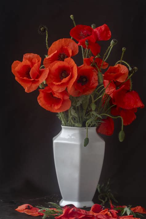 My daily picture - A bouquet of poppies - Virily