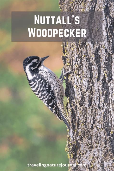 Nuttall's Woodpecker: Surprisingly Flexible To Get Food - Traveling ...