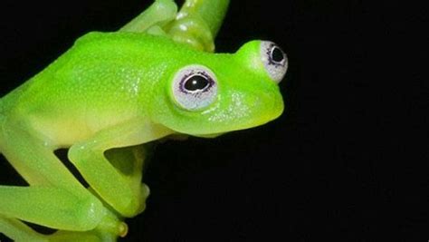 Kermit? New species of glass frog found