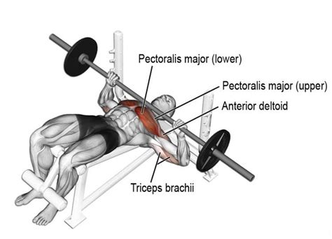 15 Best Barbell Bench Press Variations – Fitness Volt