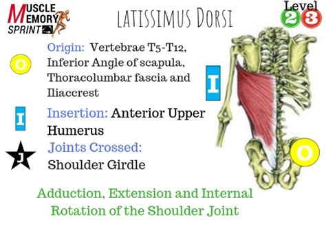 48-Origin-and-Insertion-of-Latissimus-Dorsi - Parallel Coaching