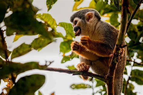 Yasuni National Park is one of the Most Biodiverse Places on the Planet