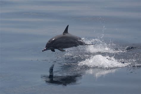 File:Spinner dolphin jumping.JPG - Wikimedia Commons