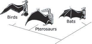 The convergent evolution of wings in vertebrates. | Download Scientific ...