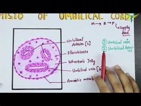 Histology of the Umbilical Cord - YouTube